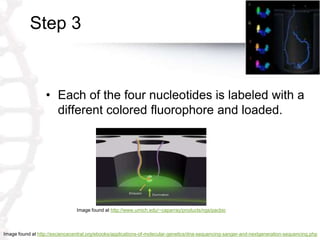 Step 3
• Each of the four nucleotides is labeled with a
different colored fluorophore and loaded.
Image found at http://esciencecentral.org/ebooks/applications-of-molecular-genetics/dna-sequencing-sanger-and-nextgeneration-sequencing.php
Image found at http://www.umich.edu/~caparray/products/ngs/pacbio
 
