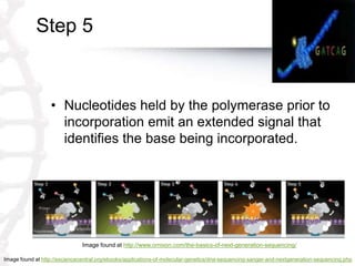 Step 5
• Nucleotides held by the polymerase prior to
incorporation emit an extended signal that
identifies the base being incorporated.
Image found at http://www.omixon.com/the-basics-of-next-generation-sequencing/
Image found at http://esciencecentral.org/ebooks/applications-of-molecular-genetics/dna-sequencing-sanger-and-nextgeneration-sequencing.php
 