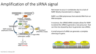 RISC
RISC
RdRP
RISC
Amplification of the siRNA signal
Front. Plant Sci., 14 February 2017
Not known to occur in vertebrates due to a lack of
RdRP. Mostly characterized in c elegans
RdRP is an RNA polymerase that extends RNA from an
RNA template.
In essence, the siRNA/mRNA complex allows for RdRP
to extend the siRNA to generate a new precursor that
can then be cleaved by dicer to generate new siRNAs.
A small amount of siRNA can generate a complete
silencing of a gene.
 