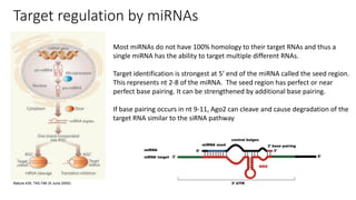 Target regulation by miRNAs
Nature 435, 745-746 (9 June 2005)
Most miRNAs do not have 100% homology to their target RNAs and thus a
single miRNA has the ability to target multiple different RNAs.
Target identification is strongest at 5’ end of the miRNA called the seed region.
This represents nt 2-8 of the miRNA. The seed region has perfect or near
perfect base pairing. It can be strengthened by additional base pairing.
If base pairing occurs in nt 9-11, Ago2 can cleave and cause degradation of the
target RNA similar to the siRNA pathway
 