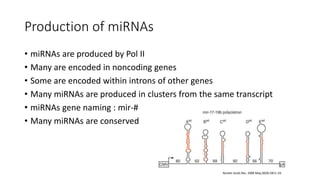 Production of miRNAs
• miRNAs are produced by Pol II
• Many are encoded in noncoding genes
• Some are encoded within introns of other genes
• Many miRNAs are produced in clusters from the same transcript
• miRNAs gene naming : mir-#
• Many miRNAs are conserved
Nucleic Acids Res. 2008 May;36(9):2811-24.
 