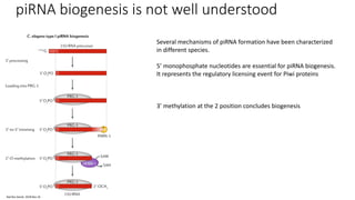 piRNA biogenesis is not well understood
Several mechanisms of piRNA formation have been characterized
in different species.
5’ monophosphate nucleotides are essential for piRNA biogenesis.
It represents the regulatory licensing event for Piwi proteins
3’ methylation at the 2 position concludes biogenesis
Nat Rev Genet. 2018 Nov 16
 