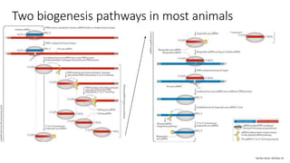 Two biogenesis pathways in most animals
Nat Rev Genet. 2018 Nov 16
 