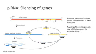 piRNA: Silencing of genes
PLoS One. 2015 May 7;10(5)
Antisense transcription creates
piRNAs complementary to mRNA
transcripts.
Targeting of the mRNA generates
new piRNAs to retarget the
antisense strand.
 