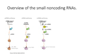 Overview of the small noncoding RNAs.
Viruses. 2014 Nov 18;6(11):4447-64
 
