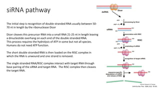 siRNA pathway
Arthritis Res Ther. 2004; 6(2): 78–85.
The initial step is recognition of double stranded RNA usually between 50-
70 nt in length by the ribonuclease Dicer
Dicer cleaves this precursor RNA into a small RNA 21-25 nt in length leaving
a dinucleotide overhang on each end of the double stranded RNA.
This process requires the hydrolysis of ATP in some but not all species.
Humans do not need ATP function.
The short double stranded RNA is then loaded on the RISC complex in
which the RNA is unwound and one strand is removed.
The single stranded RNA/RISC complex interact with target RNA through
base pairing of the siRNA and target RNA. The RISC complex then cleaves
the target RNA.
 