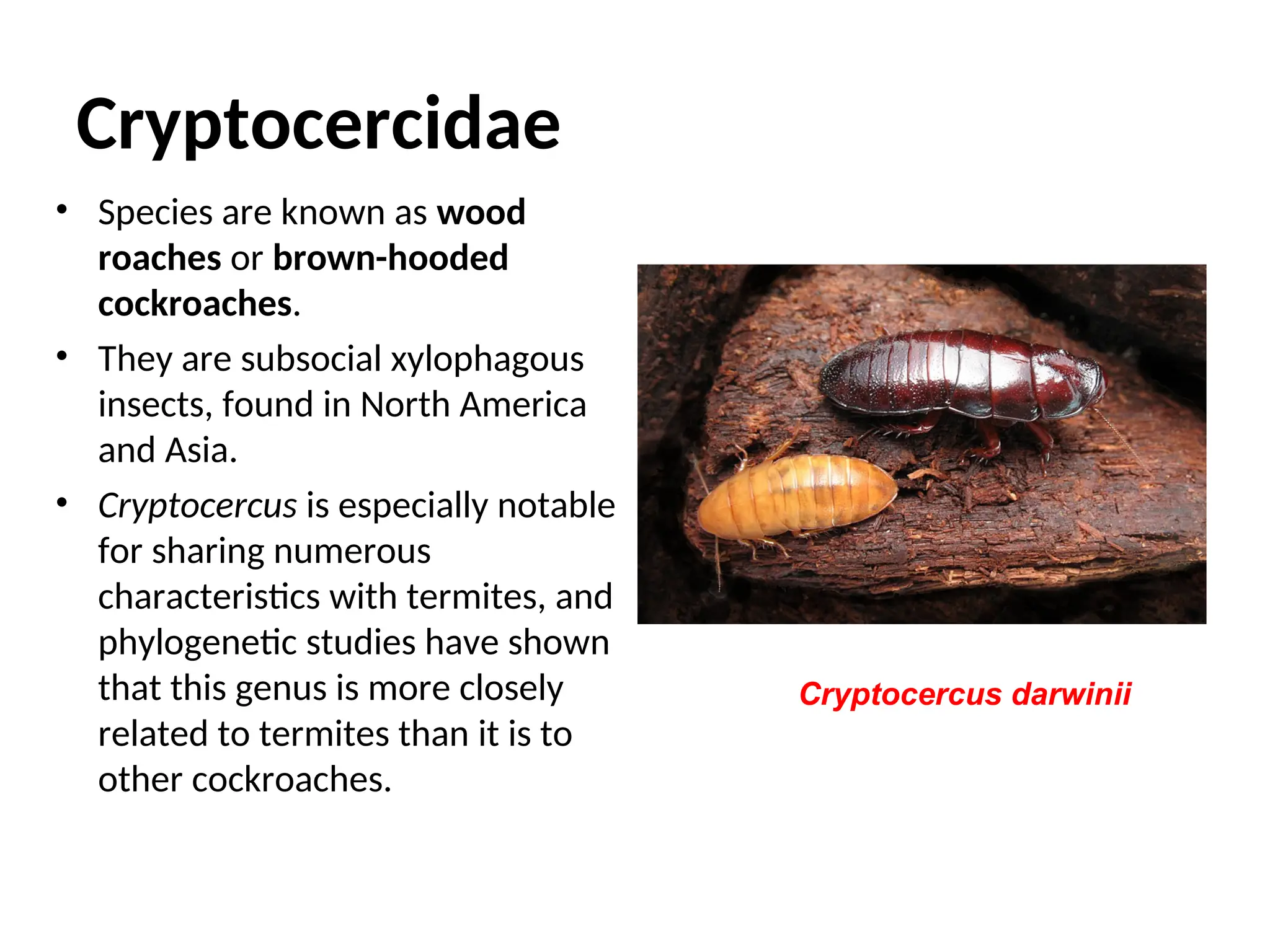 Small orders_apterygotans and other orders | PPT