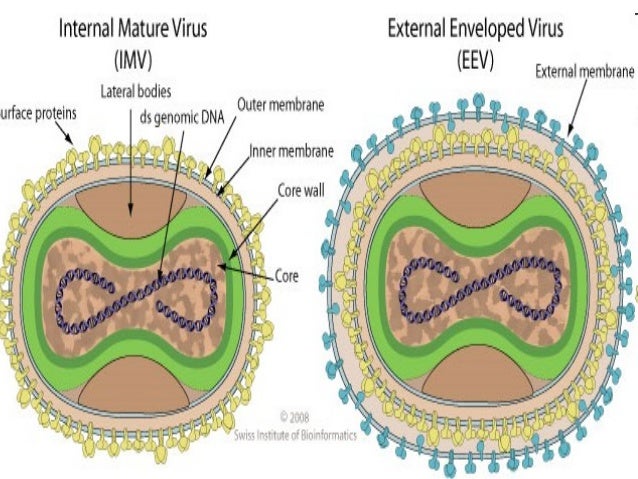 Image result for smallpox dna
