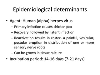 Epidemiological determinants
• Agent: Human (alpha) herpes virus
– Primary infection causes chicken pox
– Recovery followed by latent infection
– Reactivation results in zoster- a painful, vesicular,
pustular eruption in distribution of one or more
sensory nerve roots
– Can be grown in tissue culture
• Incubation period: 14-16 days (7-21 days)
 