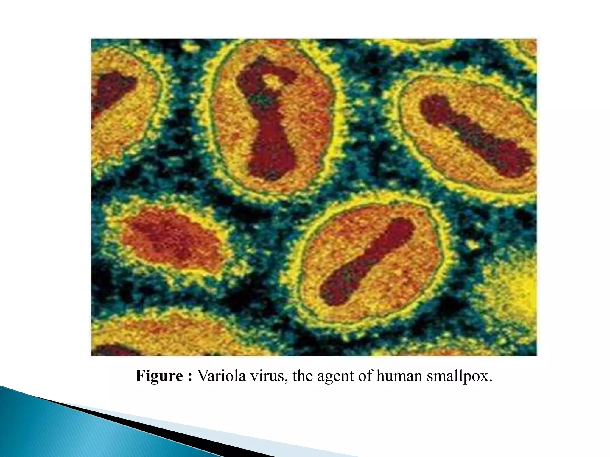 smallpoxdisease-121027140032-phpapp02.pdf