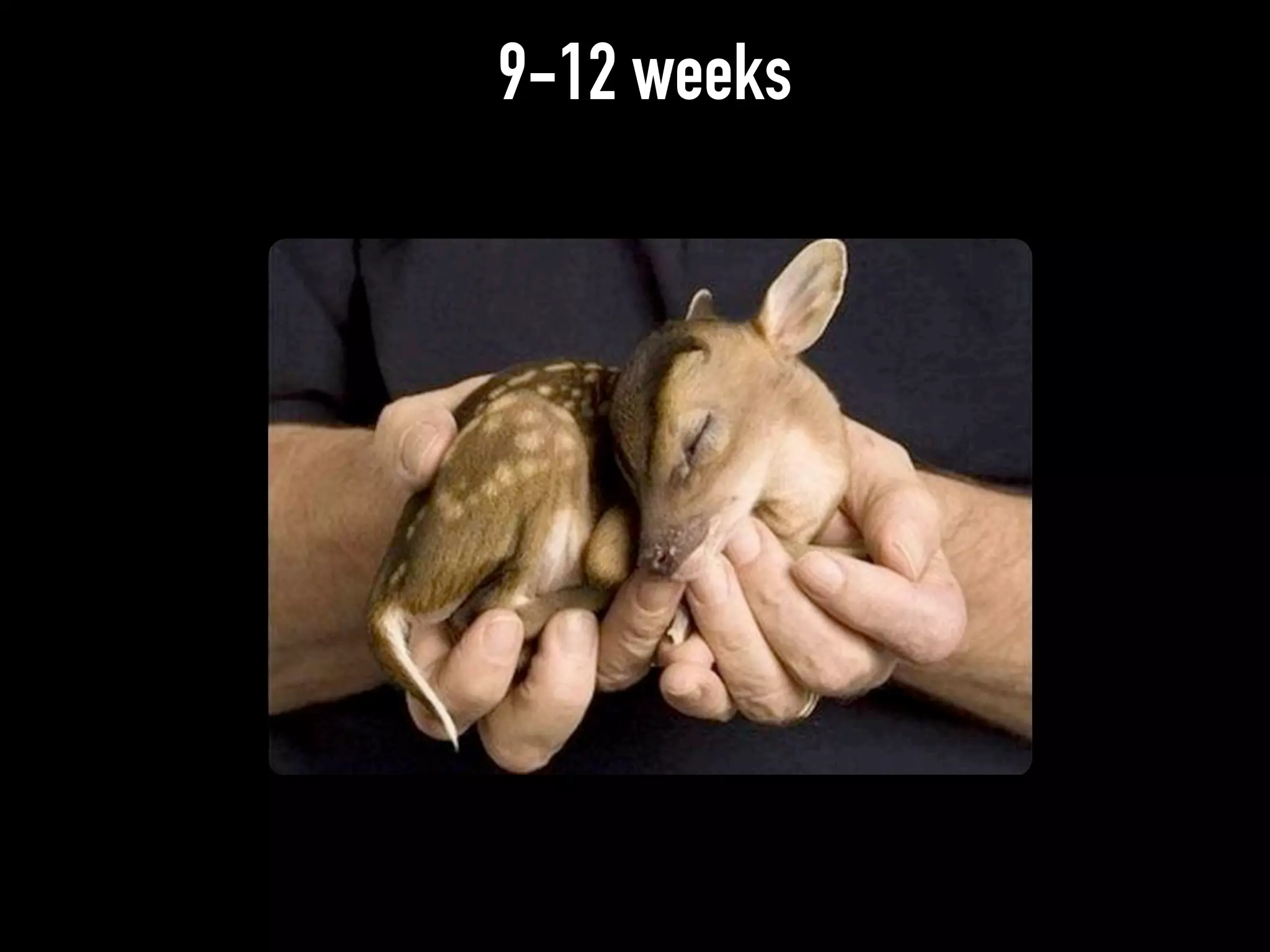 9-12 weeks
 
