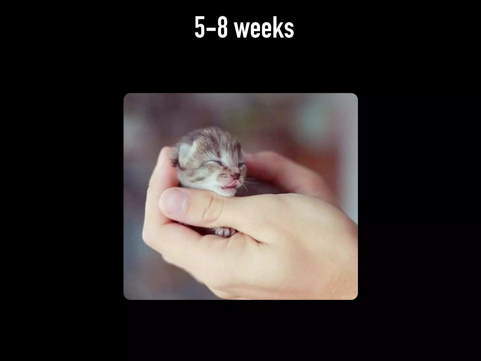 5-8 weeks
 