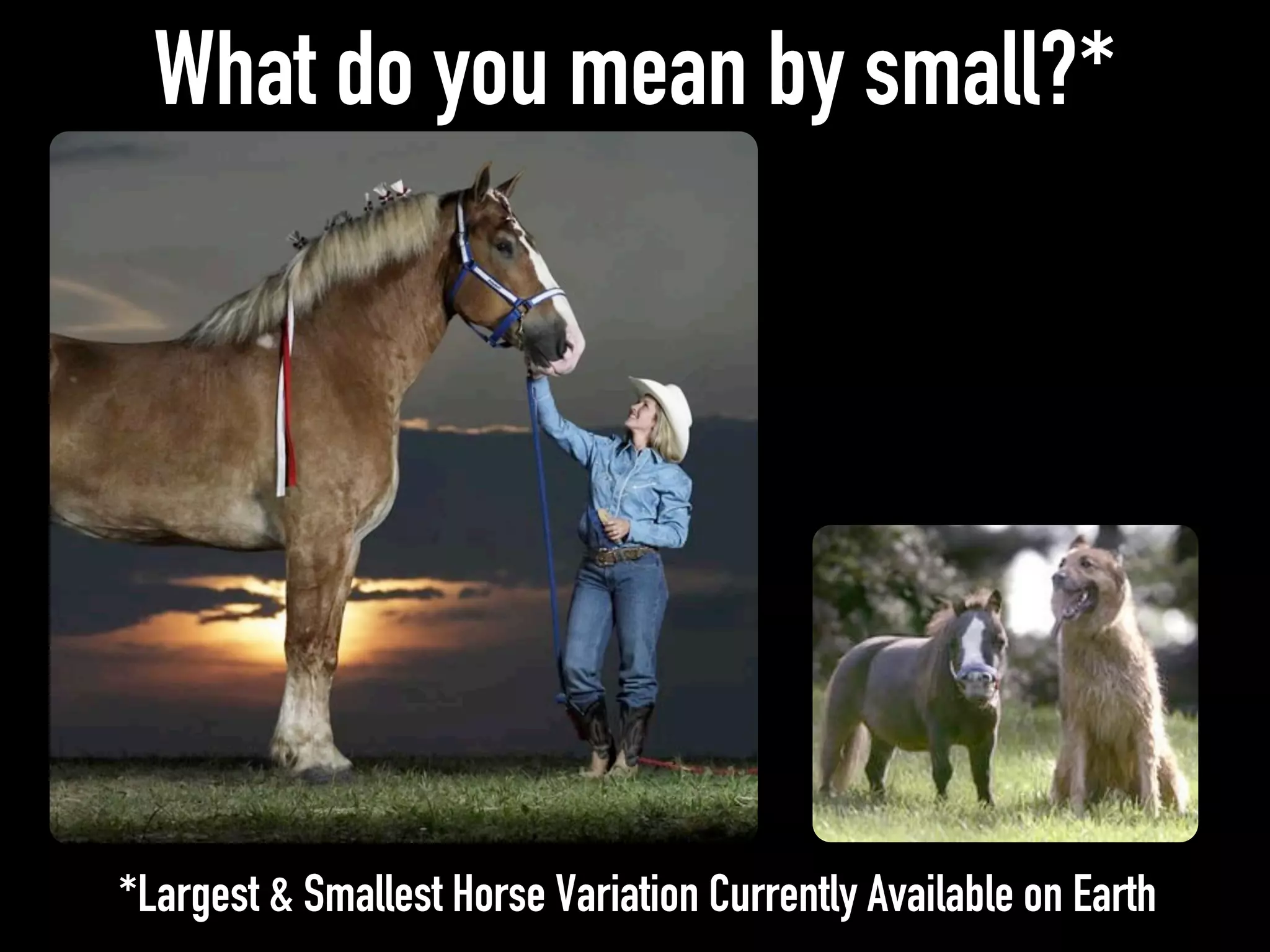 What do you mean by small?*
*Largest & Smallest Horse Variation Currently Available on Earth
 