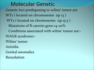 Molecular Genetic
Genetic loci predisposing to wilms’ tumor are
WT1 ( located on chromosome 11p 13 )
WT2 ( located on chromosome 11p 15.5 )
- Mutations of B catenin gene-14-20%
- Conditions associated with wilms’ tumor are:-
WAGR syndrome:-
Wilms’ tumor
Aniridia
Genital anomalies
Retardation
 