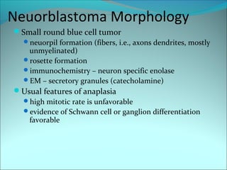 Neuorblastoma Morphology
Small round blue cell tumor
neuorpil formation (fibers, i.e., axons dendrites, mostly
unmyelinated)
rosette formation
immunochemistry – neuron specific enolase
EM – secretory granules (catecholamine)
Usual features of anaplasia
high mitotic rate is unfavorable
evidence of Schwann cell or ganglion differentiation
favorable
 