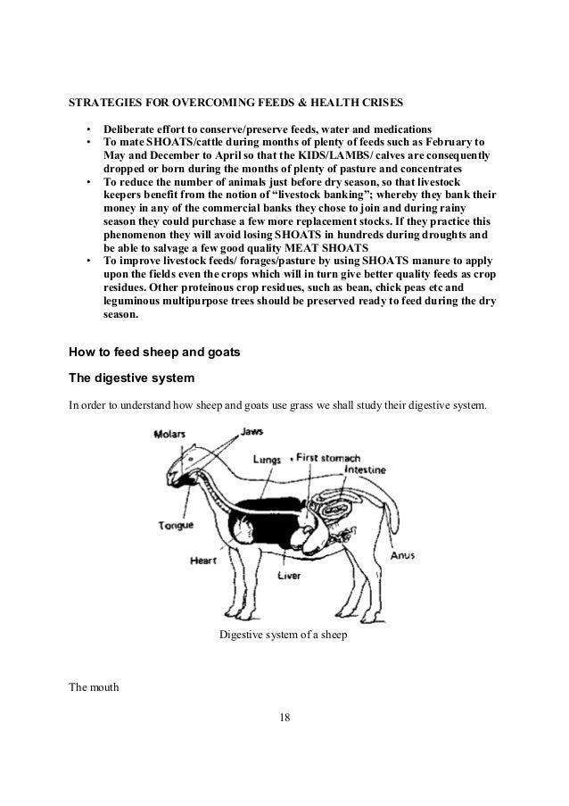 Small ruminant production
