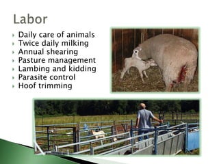 Purposemeat, milk, or woolUsesire or damWool or coat typefine, medium, long, carpet, or hair (shedding)Othertail, prolificy, minor, rare, heritageSheep breeds (~50 in U.S.)