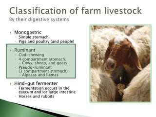 MonogastricSimple stomachPigs and poultry (and people)RuminantCud-chewing 4 compartment stomach.- Cows, sheep, and goatsPseudo-ruminant (3 compartment stomach)- Alpacas and llamasHind-gut fermenterFermentation occurs in the caecum and/or large intestineHorses and rabbitsClassification of farm livestockBy their digestive systems