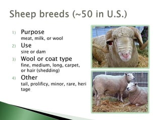 Classification of U.S. sheep breeds