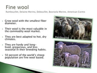 Medium wool dual-purposeColumbia, Corriedale, East Friesian, Finnsheep, Panama, Polypay, TargheeCrosses between fine and medium wool.Whiteface sheep raised for meat, but have better quality wool than the medium meat-type wool breeds.A few specialty breedsEast Friesian – dairyFinnsheep – prolificPolypay – 4 way crossEast FriesianColumbiaFinnsheepPolypay