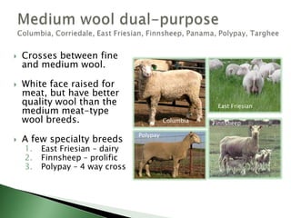 Grow wool that is intermediate in fiber diameter and staple length.Excel in meat production (growth and carcass).Mostly of British origin.Most popular :  Suffolk, Dorset, Hampshire,  and Southdown.Comprise 15 percent of the world’s sheep population.Medium wool (meat)Cheviot, Dorset (polled and horned) North Country Cheviot, Hampshire,Oxford, Shropshire, Southdown, Suffolk, Texel, TunisSuffolkPolled Dorset