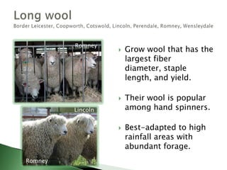 Their bodies are covered by hair or a mixture of hair and wool that is naturally shed.Do not require shearing or tail docking.Possess some unique characteristics:Caribbean-typeResistant to parasites (worms)Romanov   - very prolific10 percent of the world’s sheep population.Growing in popularity in the U.S. and other western countries.Katahdin and Dorper most popular.Hair (or shedding) sheepAmerican Blackbelly, Barbados Blackbelly, California Red, Dorper, Katahdin, Romanov, Royal White, St. CroixKatahdinRomanov