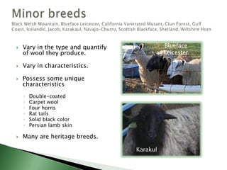 Classify according to purpose . . .DairyMeatFiberMiniature (small)Goat breeds (~20 in U.S.)Boer