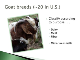 Meat goat breedsBoerKikoBoerKikoMyotonicTennessee fainting goatSpanish (brush)PygmySavannahSpanishMyotonicSavannahPygmy