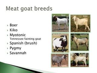 Types Of Small Ruminants Intro to small ruminant enterprises | PPTX