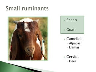 EconomicProfitTax advantagesLifestyleSelf-sufficiency produce own food, fiberLandscape managementWhy raise sheep and/or goats?