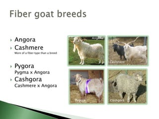 Pygmy (meat)Nigerian Dwarf (dairy)KinderPygmy x NubianMini SilkyMyotonic x Nigerian Dwarf ?Mini dairy goats Nigerian Dwarf x standard dairyMini goat breedsPygmyNigerian Dwarf