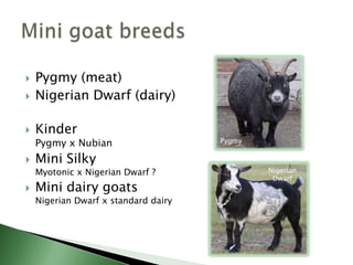 There is a great deal of variation among sheep breeds; less among goat breeds, especially meat.There are no “perfect” breeds.All breeds have strengths and weaknesses.There is usually as much difference within a breed as between breeds.Sheep and goat breedsSaanen