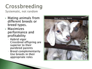 If you want to show breeding stockIf you want to sell purebred and/or registered breeding stockTo produce a specific type of fiber.To produce a consistent type and quality of fiber.To preserve a rare or heritage breed.When to raise purebredsSouthdown