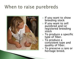 Get pastures and facilities ready before buying your first sheep or goats.Start small and gradually increase size of herd.Start with healthy animals.Ewe lambs/doelings vs. mature females.Spend more money on ram and buck.Getting started