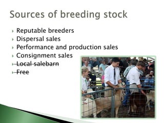 Web-based directorieswww.sheepgoatmarketing.infoBreed associationshttp://www.sheepandgoat.com/goatbreedassoc.htmlhttp://www.sheepandgoat.com/sheepbreedassoc.htmlWest Virginia Shepherd’s Federation http://www.sheepwv.org/ MPWV Meat Goat Producers Associationhttp://www.meatgoat.bizWest Virginia Market Bulletinhttp://www.wvagriculture.org/market_bulletin/market_bulletin.htmlVirginia sheep and goat clearinghouse listshttp://www.vdacs.virginia.gov/livestock/Lancaster Farminghttp://lancasterfarming.comWhere to find breeding stock