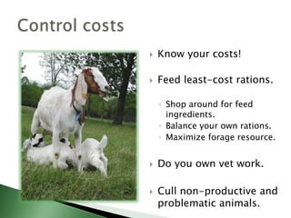 Feed balanced rations.Aim for a 200% (or more) lamb/kid crop.Select for lbs. of quality lamb or goat weaned.Cull animals that fail to raise a lamb or kid.Manage to breed ewe lambs and doe kids to lamb or kid by the time they are 12 to 15 months of age.Use performance tested rams and bucks.Production efficiency (meat)