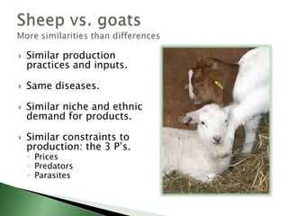 DifferencesSHEEPGOATSGrazerPrefer forbsGraze close to groundGrow fasterProduce better milkMore genetic diversityStrong flocking instinct and group mentalityTraditional enterpriseBrowserPrefer shrubsTop-down grazerGrow slowProduce more milkLess genetic diversityCurious and independentNew and growing industry