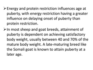 Goat Restriction Small ruminants Lecture two.pptx