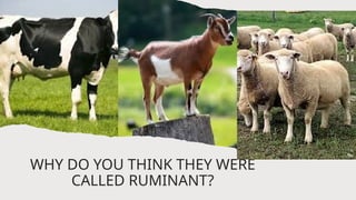 Quiz to identify if it is small or ruminants | PPTX