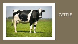 Quiz to identify if it is small or ruminants | PPTX