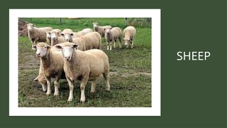 Quiz to identify if it is small or ruminants | PPTX