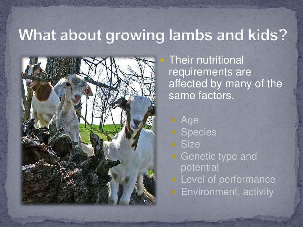 Small Ruminant Nutrition