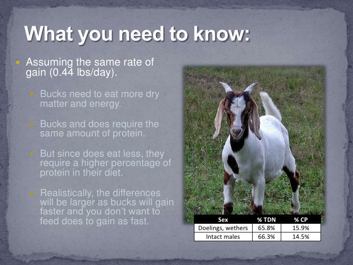 Small Ruminant Nutrition