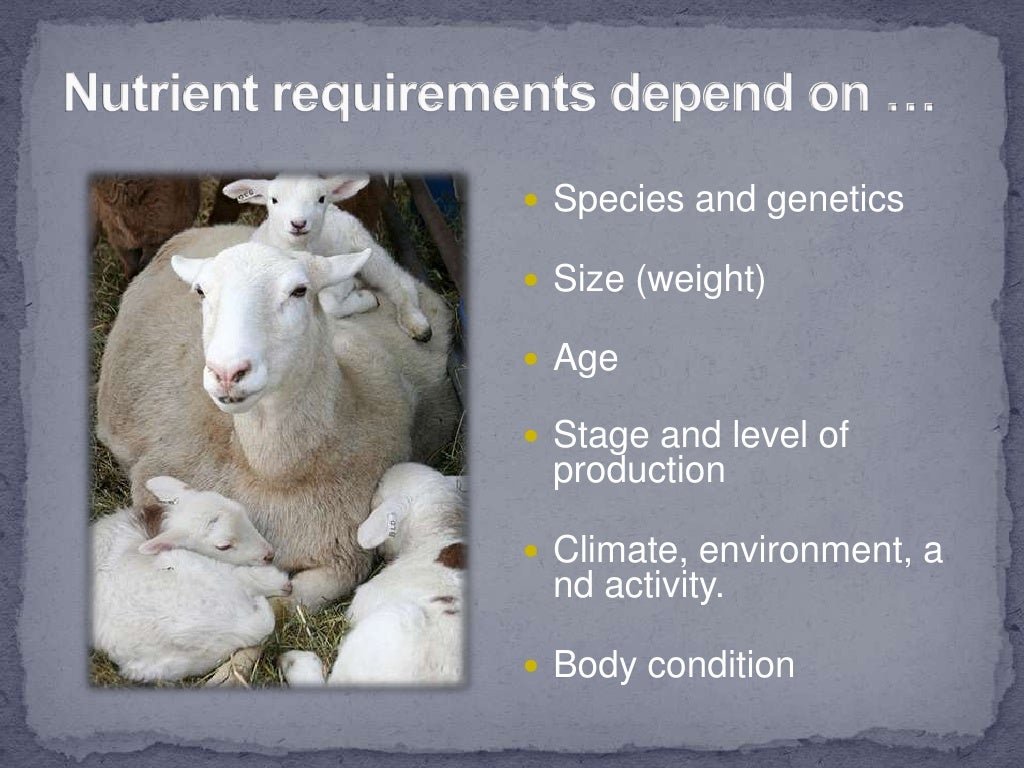 Small Ruminant Nutrition