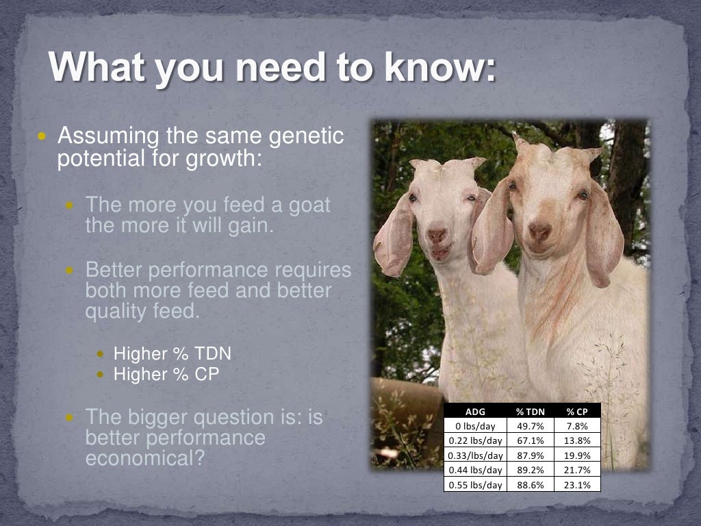 Small Ruminant Nutrition