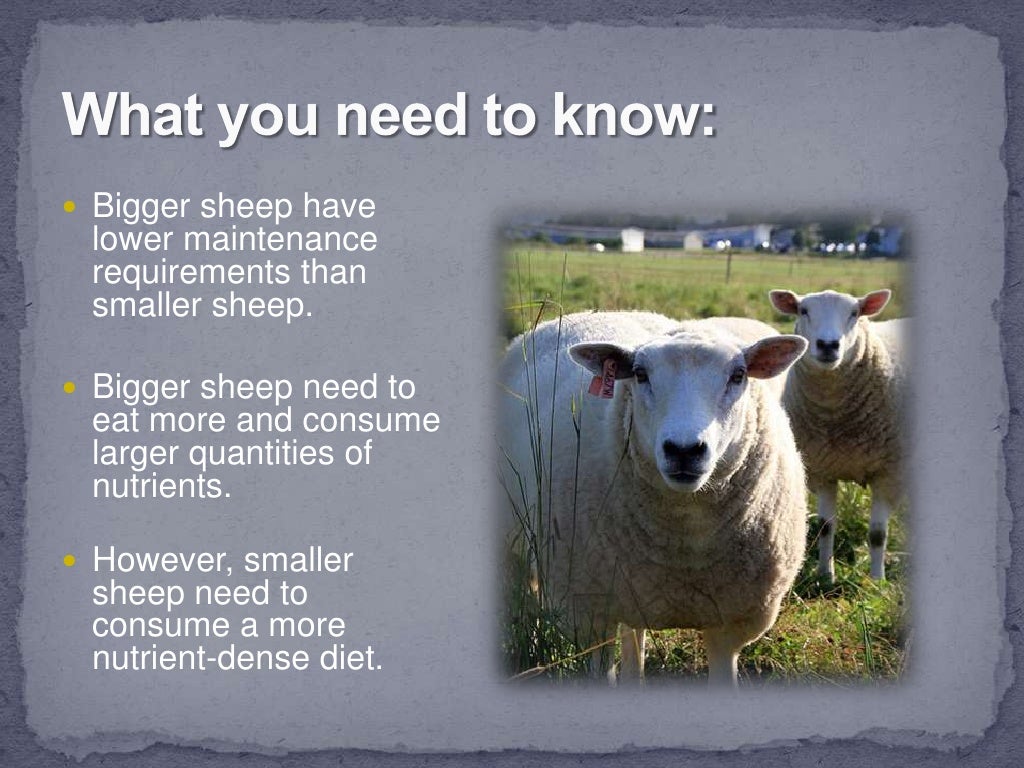Small Ruminant Nutrition