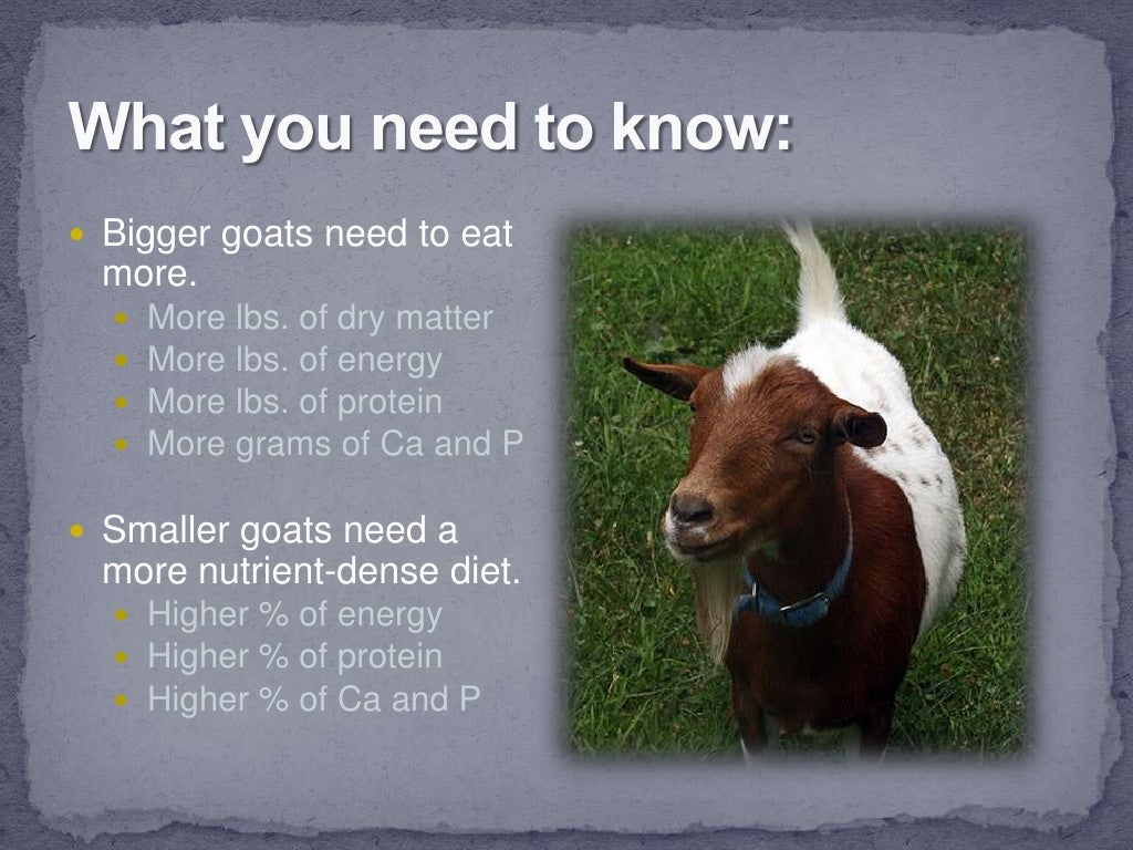 Small Ruminant Nutrition