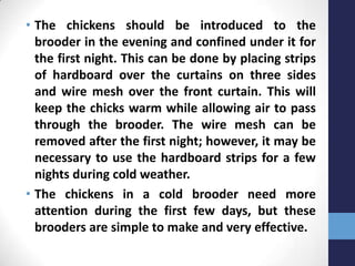 Small scale poultry keeping – brooding | PPTX