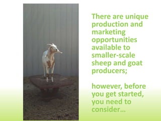 There are unique
production and
marketing
opportunities
available to
smaller-scale
sheep and goat
producers;
however, before
you get started,
you need to
consider…
 
