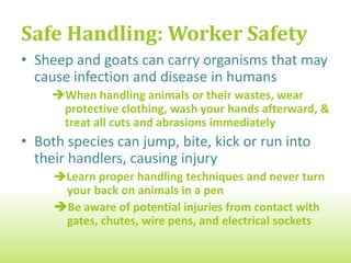 Safe Handling: Worker Safety
• Sheep and goats can carry organisms that may
  cause infection and disease in humans
    When handling animals or their wastes, wear
     protective clothing, wash your hands afterward, &
     treat all cuts and abrasions immediately
• Both species can jump, bite, kick or run into
  their handlers, causing injury
     Learn proper handling techniques and never turn
      your back on animals in a pen
     Be aware of potential injuries from contact with
      gates, chutes, wire pens, and electrical sockets
 